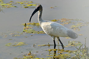 Black-headed ibis_sml